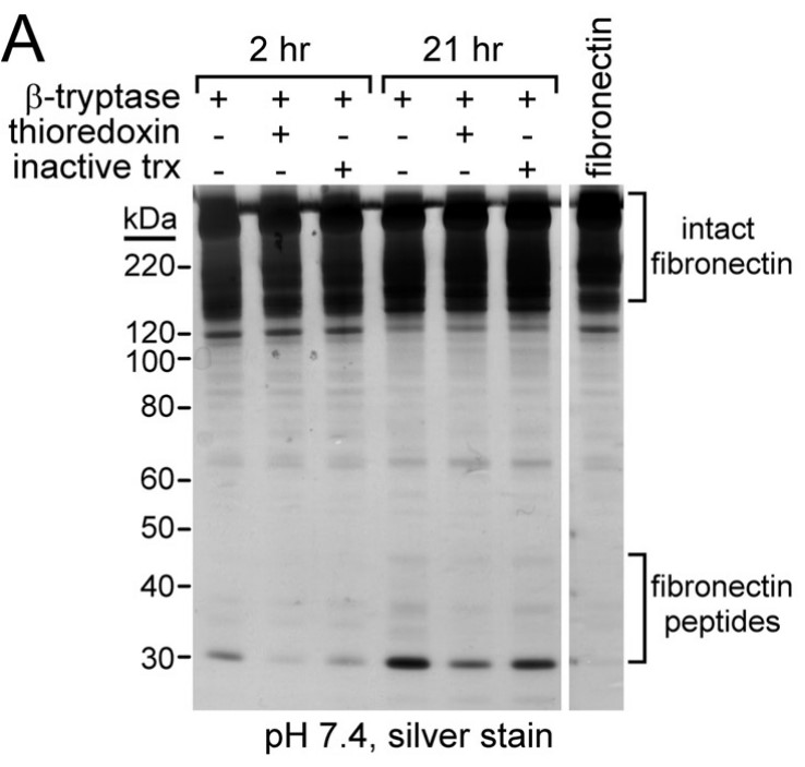 Oxidized and reduced βII-tryptase cleave macromolecular substrates.jpg